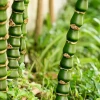 Cây Trúc Quan Âm đẹp dịu dàng và sang quý