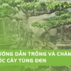 Cây Tùng Đen đẹp sang trọng qua bộ ảnh ấn tượng