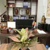Cây Vạn Lộc đỏ rực rỡ gọi may mắn vào nhà