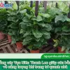 Cây Vạn Niên Thanh leo đẹp mê hoặc năm 2026