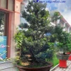 Cây Vạn Niên Tùng đẹp và ý nghĩa năm 2026