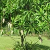 Cây Xoài đẹp mê hoặc trong từng khung hình
