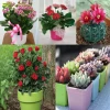 Chậu hoa mini đẹp cho góc sống bừng sáng