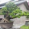 Cây Tùng Nhật đẹp thanh cao giữa nhịp sống hiện đại