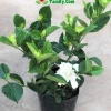 Hoa bạch thiên hương đẹp ngát hương trong từng khung hình