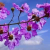 Hoa Bằng Lăng đẹp nao lòng giữa mùa hè tím biếc
