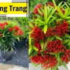 Hoa Bông Trang rực rỡ qua những khung hình say đắm