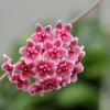 Hoa cẩm cù đẹp mê hoặc qua bộ ảnh chọn lọc