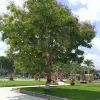 Hoa điệp vàng rực rỡ trong những khung hình mê hoặc