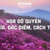 Hoa Đỗ Quyên đẹp say lòng giữa núi rừng và sân vườn