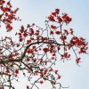 Hoa Gạo đỏ rực gọi tháng Ba về trên mọi miền