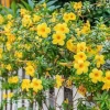 Hoa huỳnh anh rực vàng trong bộ ảnh làm say lòng người