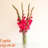 Hoa Lay Ơn đẹp rực rỡ làm say lòng người