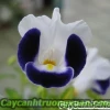 Hoa mắt nai đẹp dịu dàng trong từng khung hình