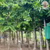 Hoa móng bò rực tím trong những khung hình say đắm