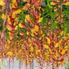 Hoa móng cọp đẹp mê hoặc giữa sắc trời nhiệt đới