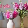 Hoa Phi Yến đẹp mê say qua những khung hình dịu dàng