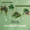 Hoa son môi đẹp mê hoặc trong từng khung hình