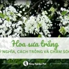 Hoa Sưa đẹp tinh khôi trong những khung hình say lòng