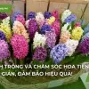 Hoa tiên ông đẹp mê say cho người yêu sắc hương