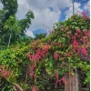 Hoa Tigon đẹp mong manh làm say lòng người