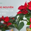 Hoa Trạng Nguyên rực đỏ đẹp say lòng người