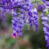 Hoa Tử Đằng đẹp mê hồn cho người yêu thiên nhiên