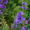 Hoa Violet đẹp mê hoặc qua bộ ảnh đầy cảm hứng