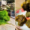 Rêu Đá Tây Bắc đẹp mê hồn giữa suối nguồn