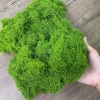 Rêu Sợi đẹp mê hoặc trong hồ thủy sinh
