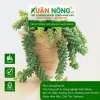 Sen đá chuỗi ngọc đẹp mê hồn cho góc xanh 2026