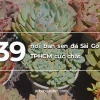 Sen Đá Giva đẹp mê hồn cho góc xanh 2026