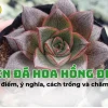Sen Đá Hoa Hồng Đen đẹp mê hoặc năm 2026