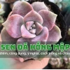 Sen Đá Hồng Mập đẹp dịu dàng cho góc xanh 2026