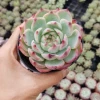 Sen Đá Lửa đẹp rực rỡ cho góc xanh năm 2026