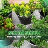 Sen Đá Sedum Vàng đẹp rực rỡ cho góc xanh