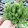 Sen Đá Sedum Xanh đẹp mê hoặc cho góc sống xanh