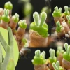 Sen Đá Tai Thỏ đẹp mê hoặc cho góc xanh 2026