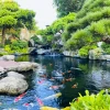 Thi công hồ cá Koi đẹp như khu vườn Nhật