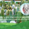 Xương Rồng Gai Cứng đẹp kiêu hãnh năm 2026