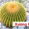 Xương Rồng Kim Hổ đẹp mê hoặc năm 2026