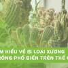 Xương Rồng Tròn đẹp mê hoặc cho góc xanh 2026