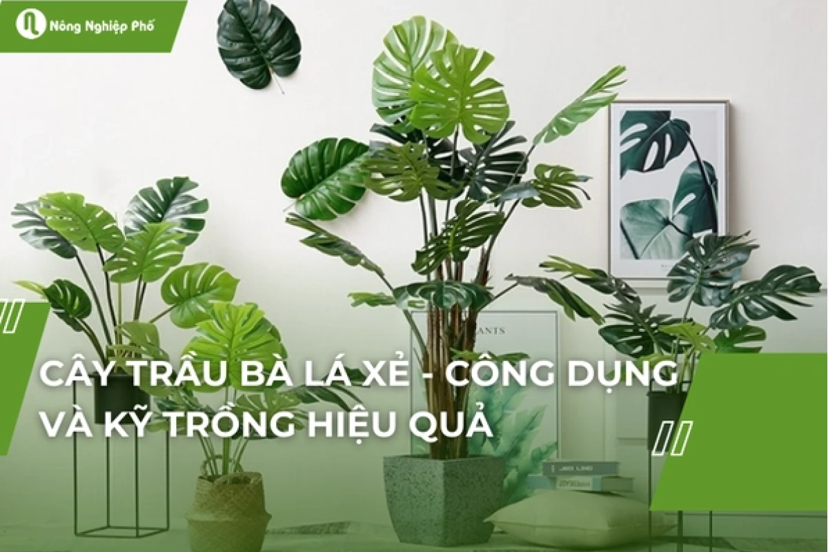 Cây Trầu Bà Lá Xẻ đẹp mê hoặc năm 2026