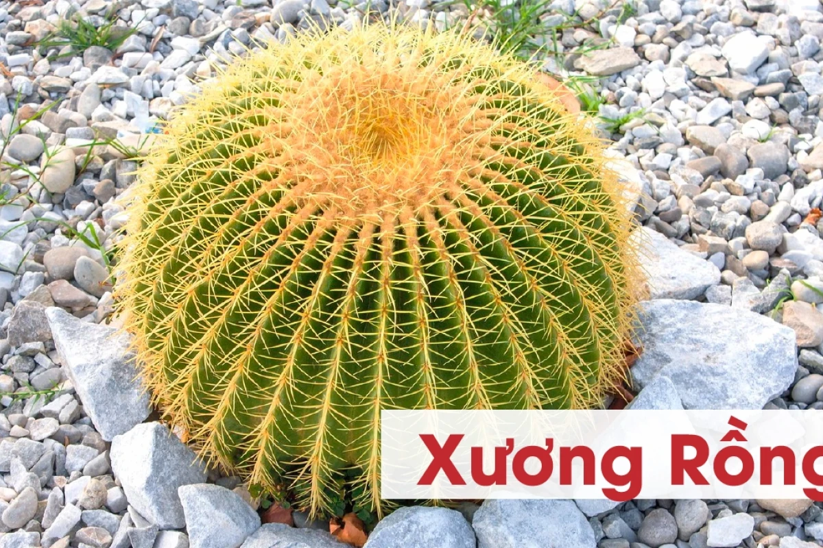 Xương Rồng Kim Hổ đẹp mê hoặc năm 2026