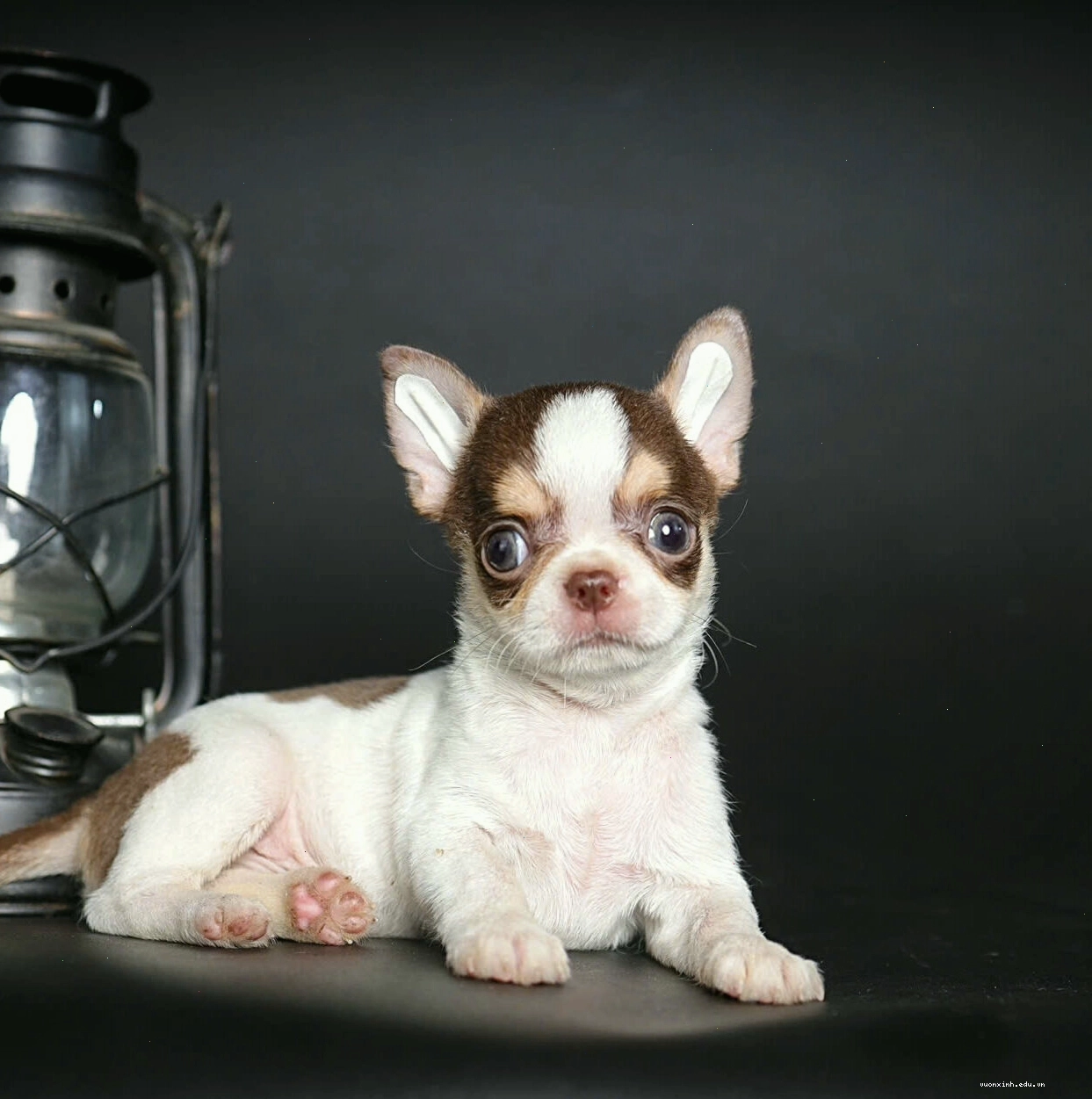 Chó Chihuahua mini bò sữa mã CH3506 thông minh