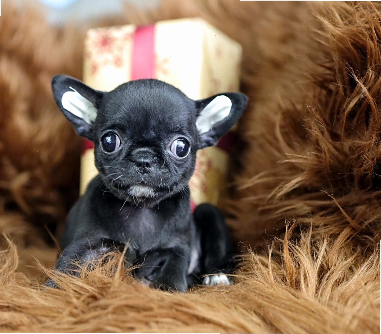 Chó Chihuahua mini màu đen mã CH4427 khỏe mạnh