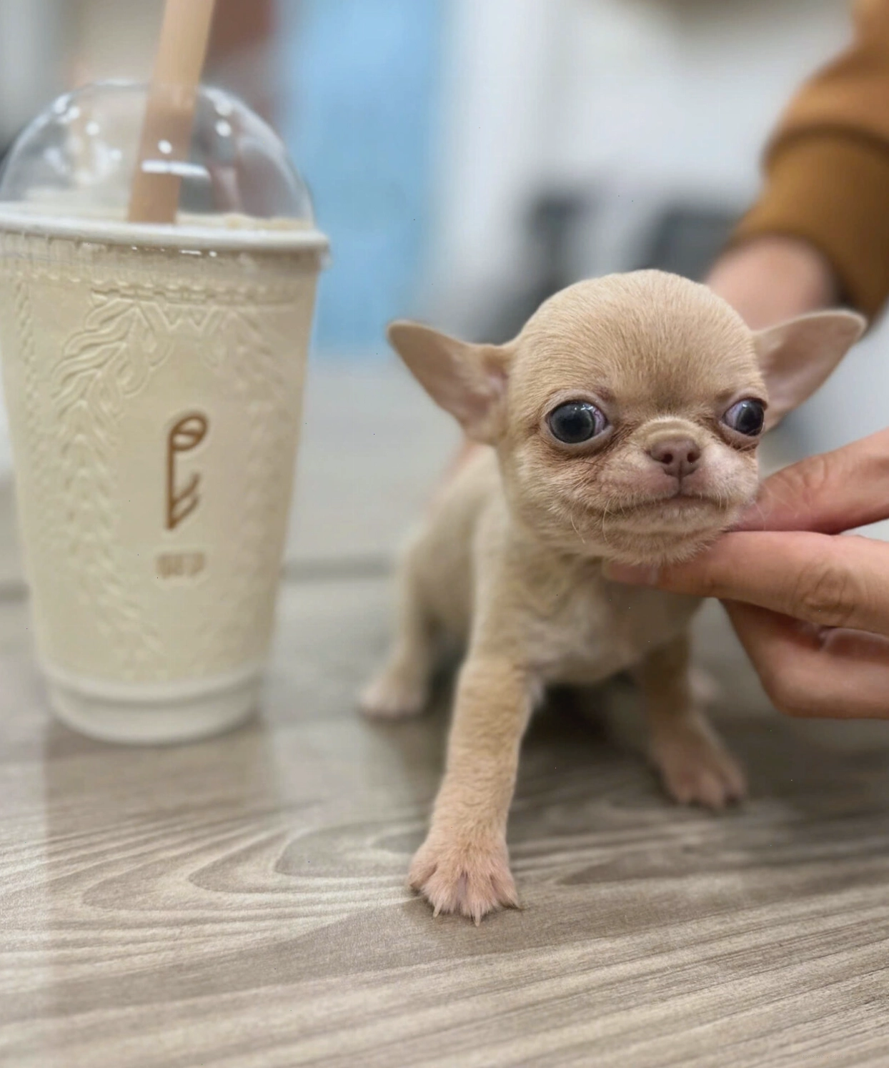 Chó Chihuahua teacup màu lilac mã CH4315 vô cùng quý hiếm