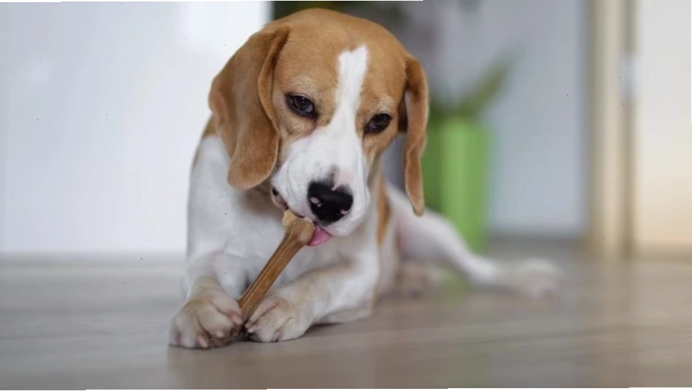 Dog gnawing on a dental chew approved by the VOHC