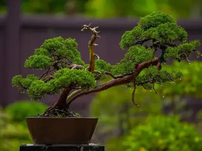 Những kiệt tác nghệ thuật bonsai đẹp mãn nhãn