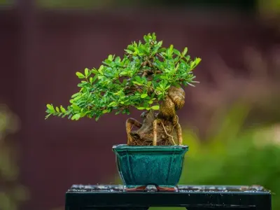 Những tác phẩm bonsai mini mang lại không gian xanh tinh tế